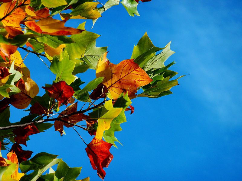 10 Free and Fun Autumn Arts and Crafts Ideas for Rainy Days
